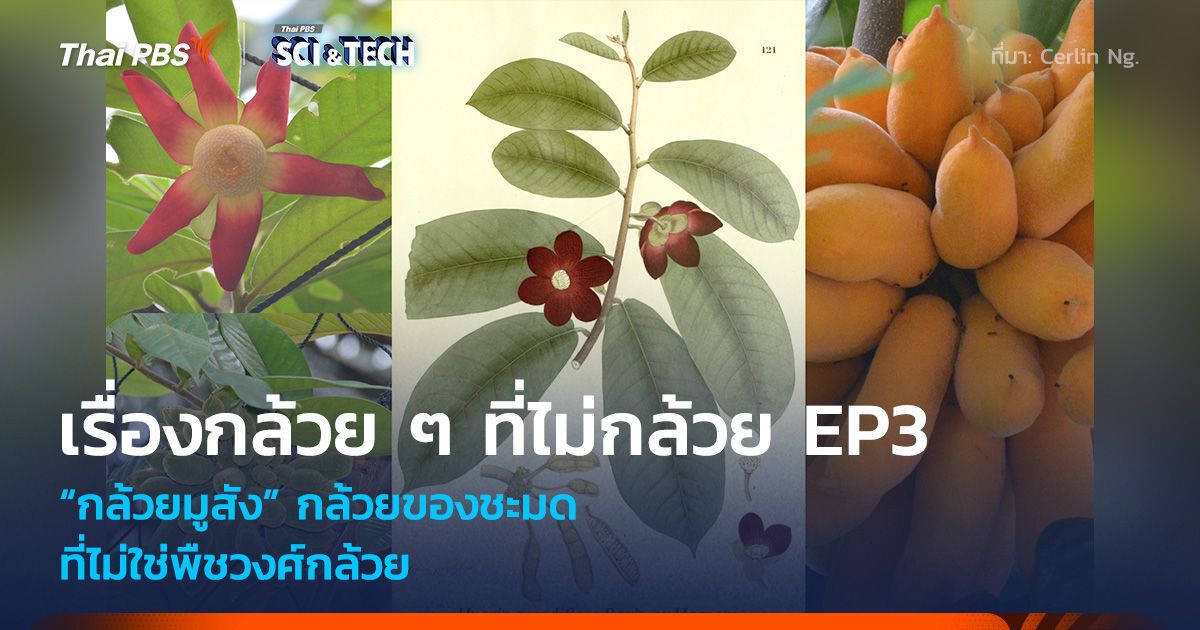 เรื่องกล้วย ๆ ที่ไม่กล้วย EP3 : “กล้วยมูสัง” กล้วยของชะมด ที่ไม่ใช่พืชวงศ์กล้วย