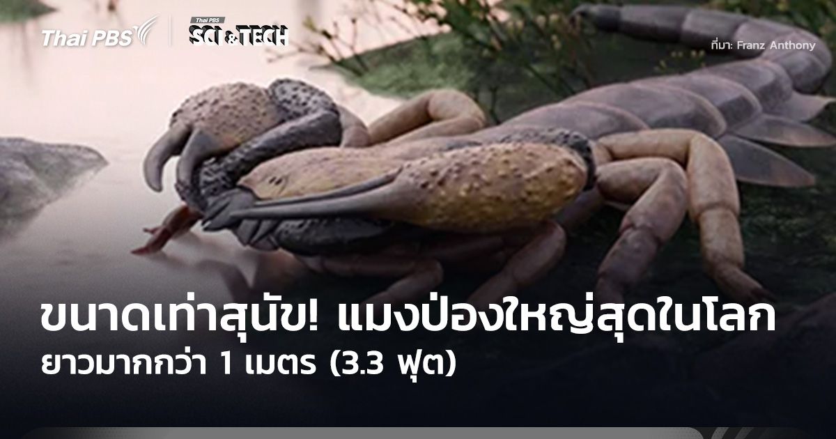 ขนาดเท่าสุนัข! “แมงป่อง” ใหญ่ที่สุดในโลก ยาวมากกว่า 1 เมตร (3.3 ฟุต)