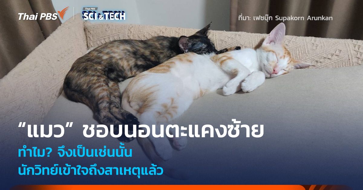 ทำไม? “แมว” ส่วนใหญ่ชอบนอนตะแคงซ้าย นักวิทย์เข้าใจถึงสาเหตุแล้ว