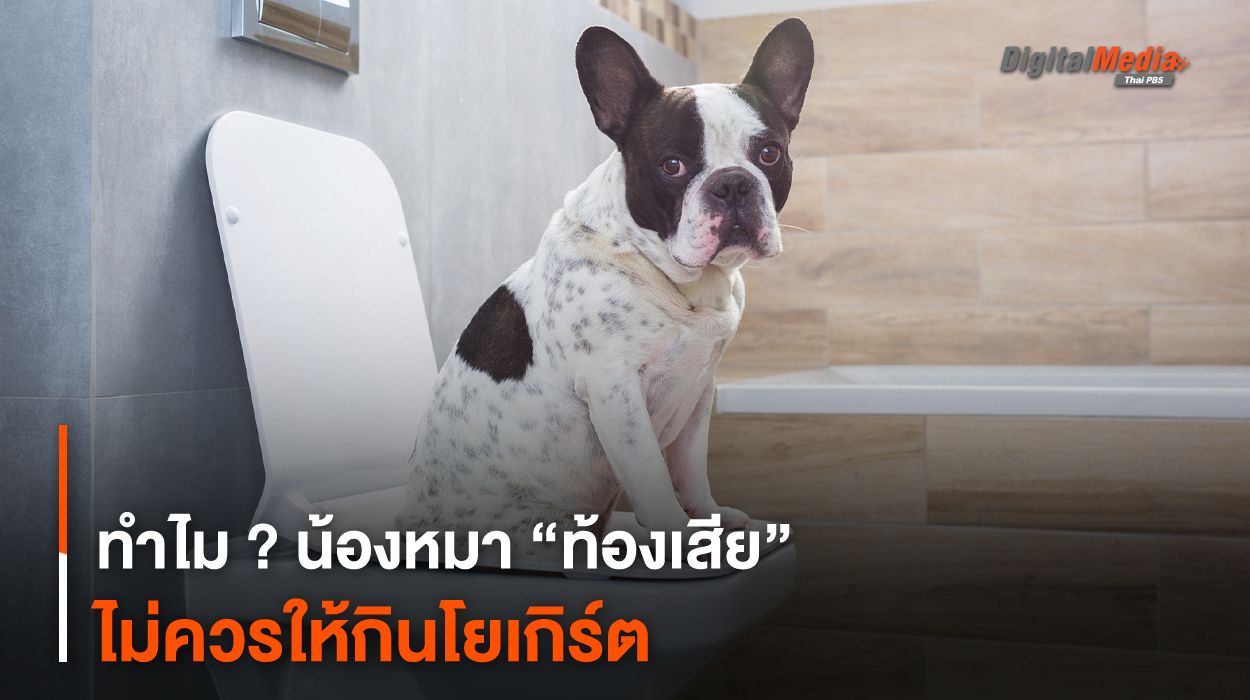 ทำไม ? น้องหมา “ท้องเสีย” ไม่ควรให้กินโยเกิร์ต