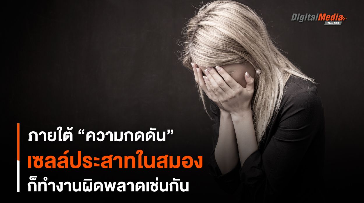 ภายใต้ “ความกดดัน” เซลล์ประสาทในสมองก็ทำงานผิดพลาดเช่นกัน