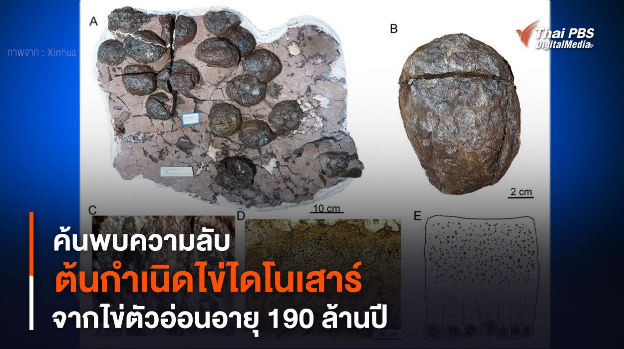 ค้นพบความลับ “ต้นกำเนิดไข่ไดโนเสาร์” จากไข่ตัวอ่อนอายุ 190 ล้านปี