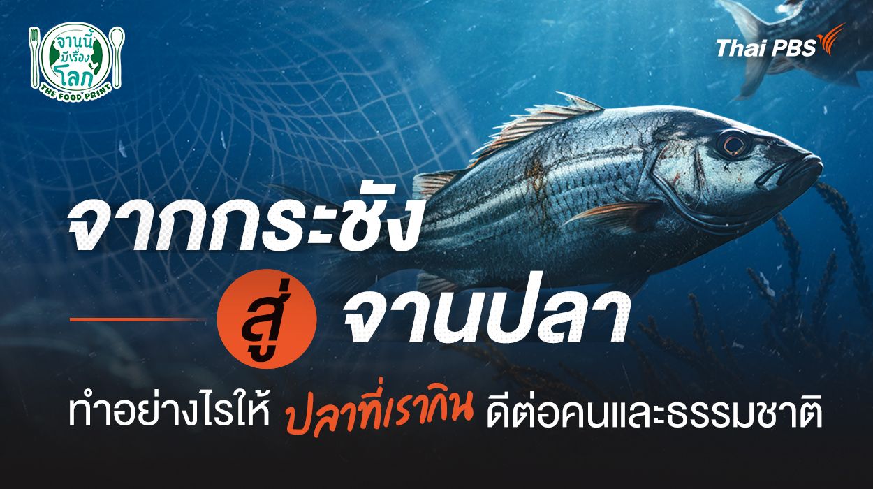 จากกระชังสู่จานปลา ทำอย่างไรให้ดีต่อคนและธรรมชาติ