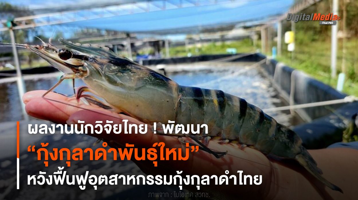 นักวิจัยไทยพัฒนา “กุ้งกุลาดำพันธุ์ใหม่” หวังฟื้นฟูอุตสาหกรรมกุ้งกุลาดำไทย