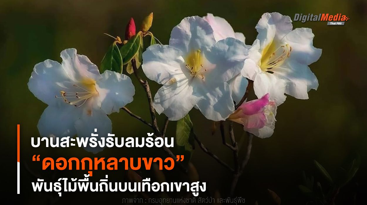 ดอกกุหลาบขาว สัญลักษณ์แห่งความรักบริสุทธิ์บนภูหินร่องกล้า