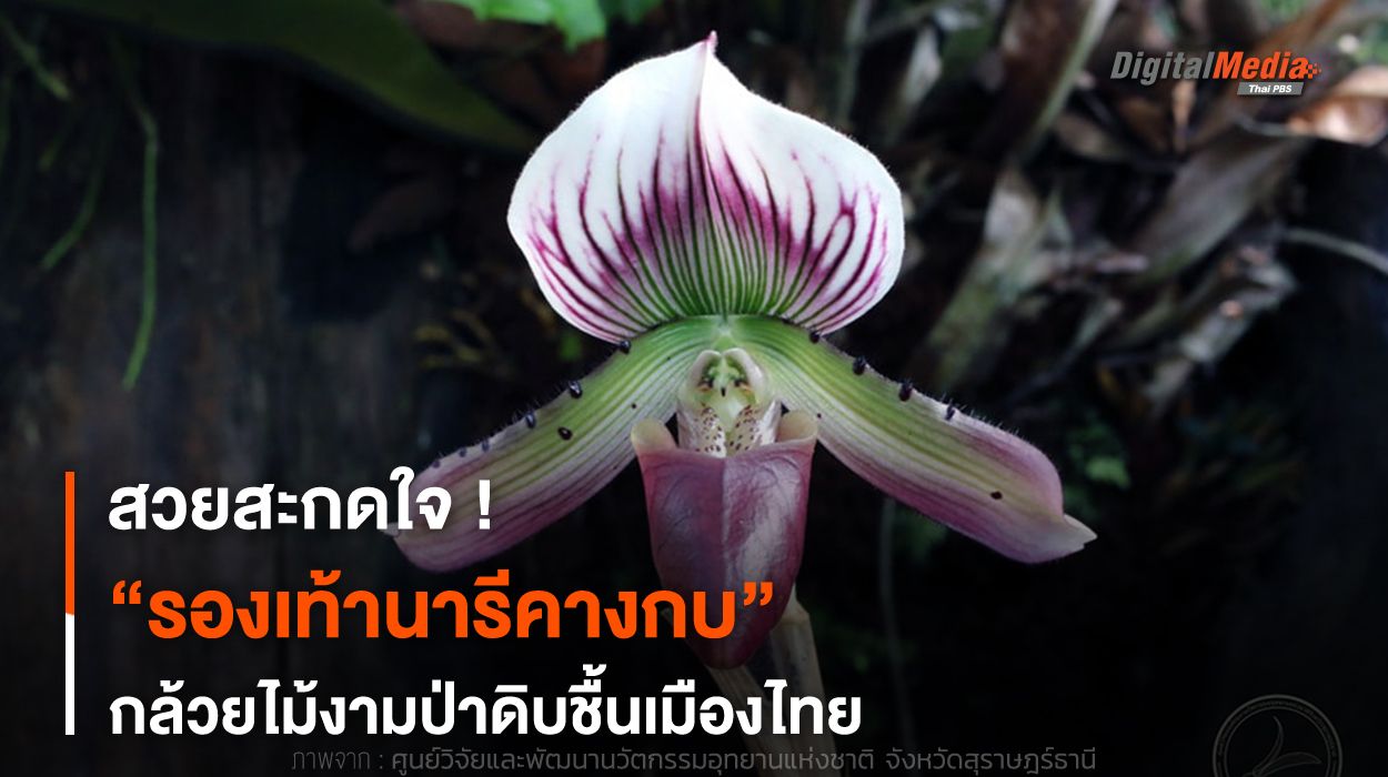 สวยสะกดใจ ! “รองเท้านารีคางกบ” กล้วยไม้งามป่าดิบชื้นเมืองไทย