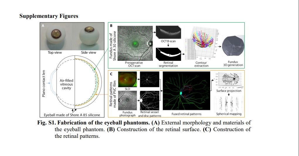 การสร้างแบบจำลองลูกตา (A) ลักษณะภายนอกและวัสดุของแบบจำลองลูกตา (B) การสร้างพื้นผิวเรตินา (C) การสร้างลวดลายเรตินา ภาพจาก Science Robotics
