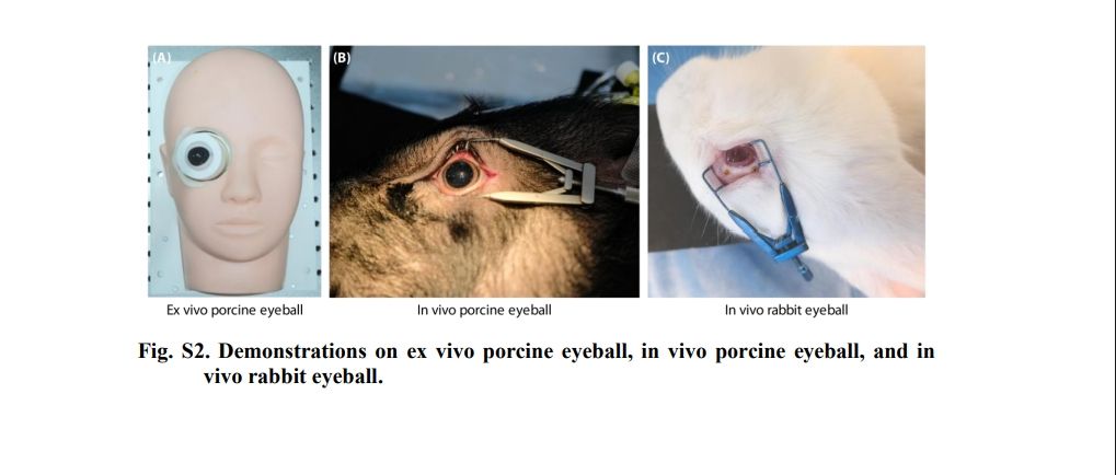 การสาธิตเกี่ยวกับลูกตาหมูที่แยกออกมาจากร่างกาย ลูกตาหมูที่อยู่ในร่างกาย และลูกตาของกระต่ายที่อยู่ในร่างกาย ภาพจาก Science Robotics