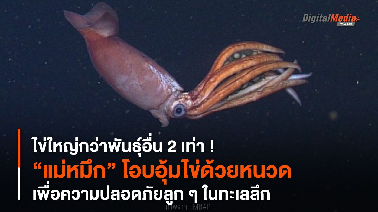 ไข่ใหญ่กว่าพันธุ์อื่น 2 เท่า ! “แม่หมึก” อุ้มไข่ด้วยหนวด เพื่อลูกปลอดภัย