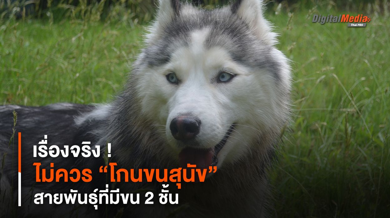 เรื่องจริง ! ไม่ควร “โกนขนสุนัข” สายพันธุ์ที่มีขน 2 ชั้น