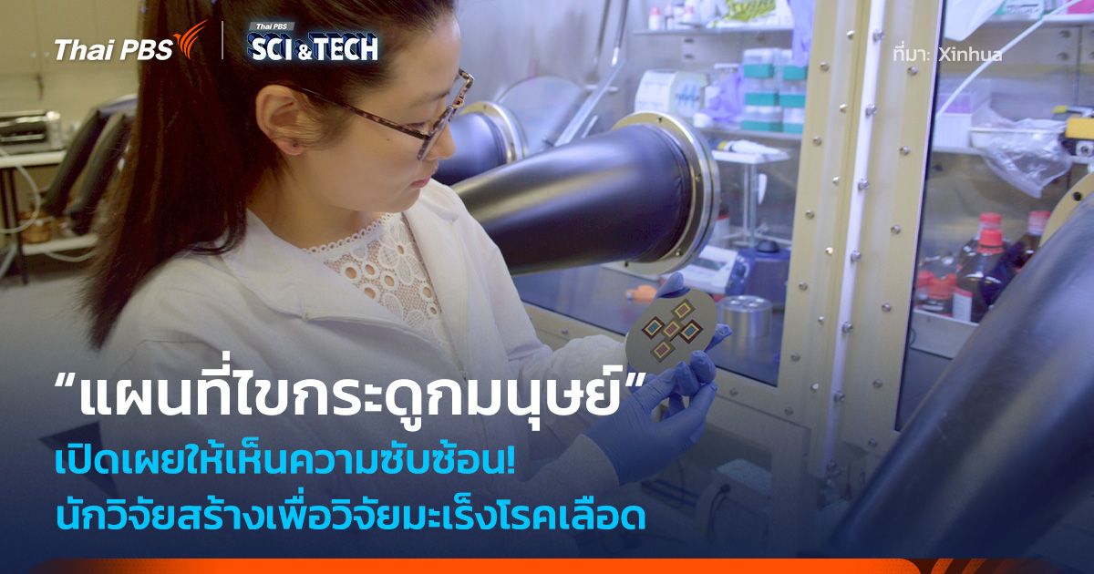 เผยให้เห็นความซับซ้อน! สร้าง “แผนที่ไขกระดูกมนุษย์” มิติใหม่วิจัยมะเร็งโรคเลือด