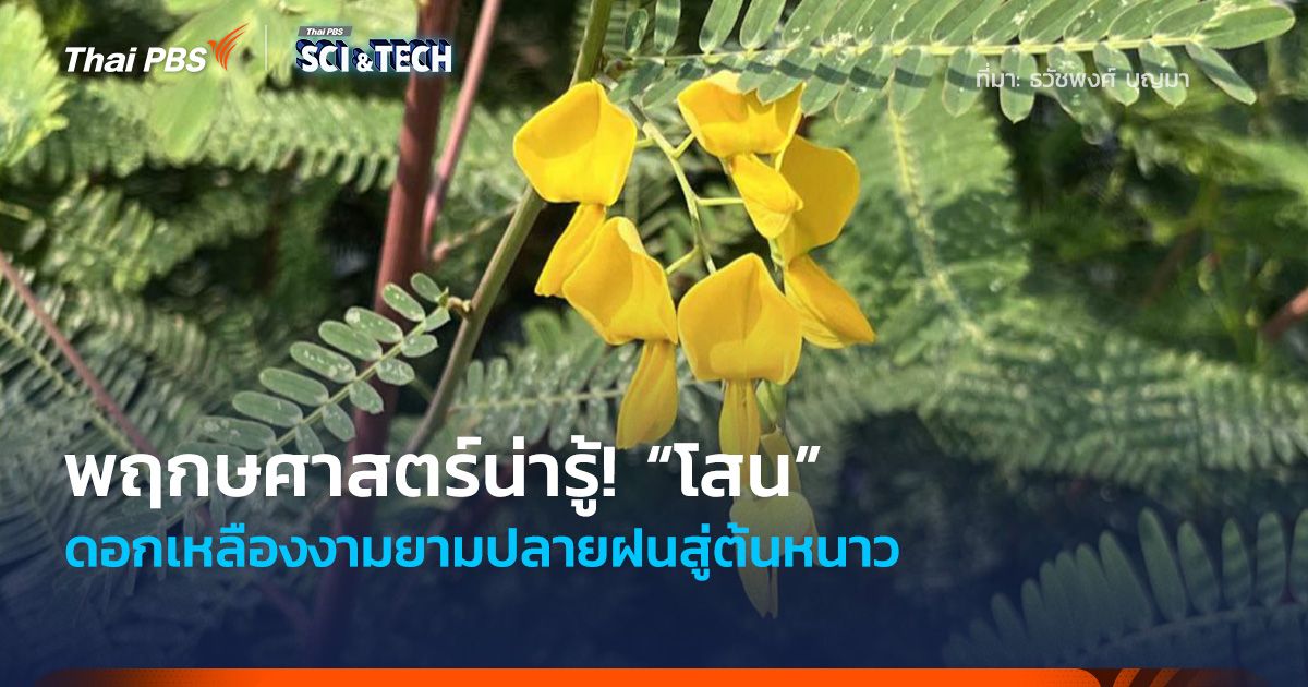พฤกษศาสตร์น่ารู้! “โสน” ดอกเหลืองงามยามปลายฝนสู่ต้นหนาว