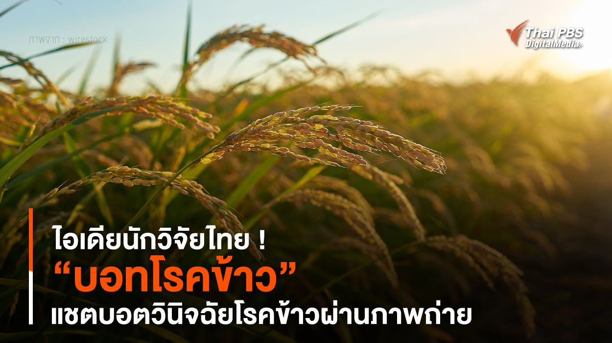 ไอเดียนักวิจัยไทย ! “บอทโรคข้าว” แชตบอตวินิจฉัย "โรคข้าว" ผ่านภาพถ่าย