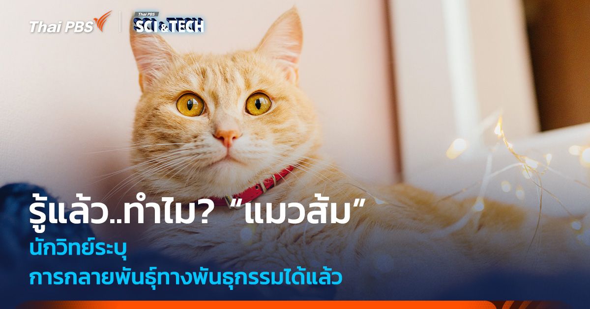 รู้แล้ว..ทำไม? “แมวส้ม” นักวิทย์ระบุการกลายพันธุ์ทางพันธุกรรมได้แล้ว