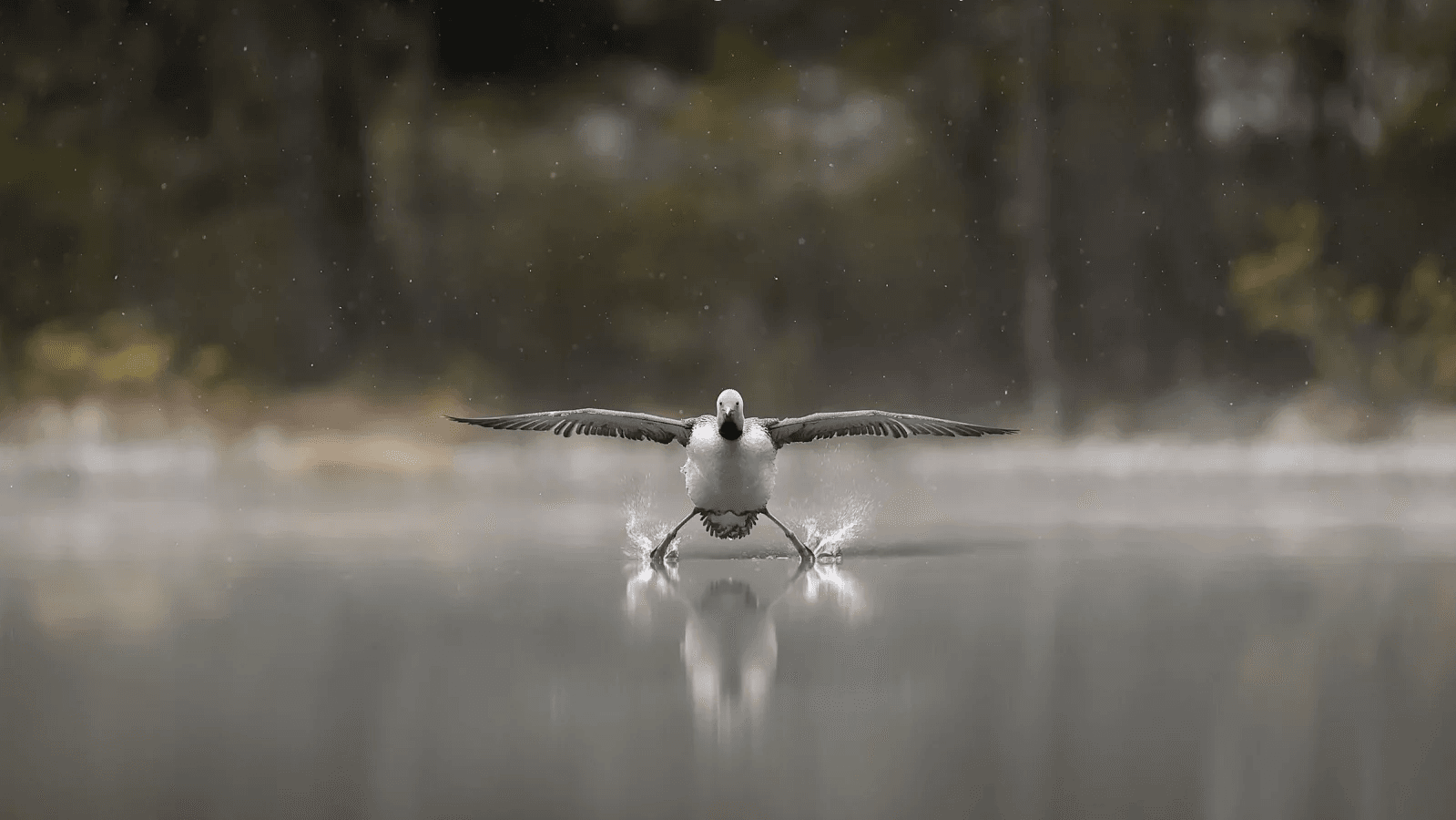 Photo : Erkko Badermann/Comedy Wildlife
