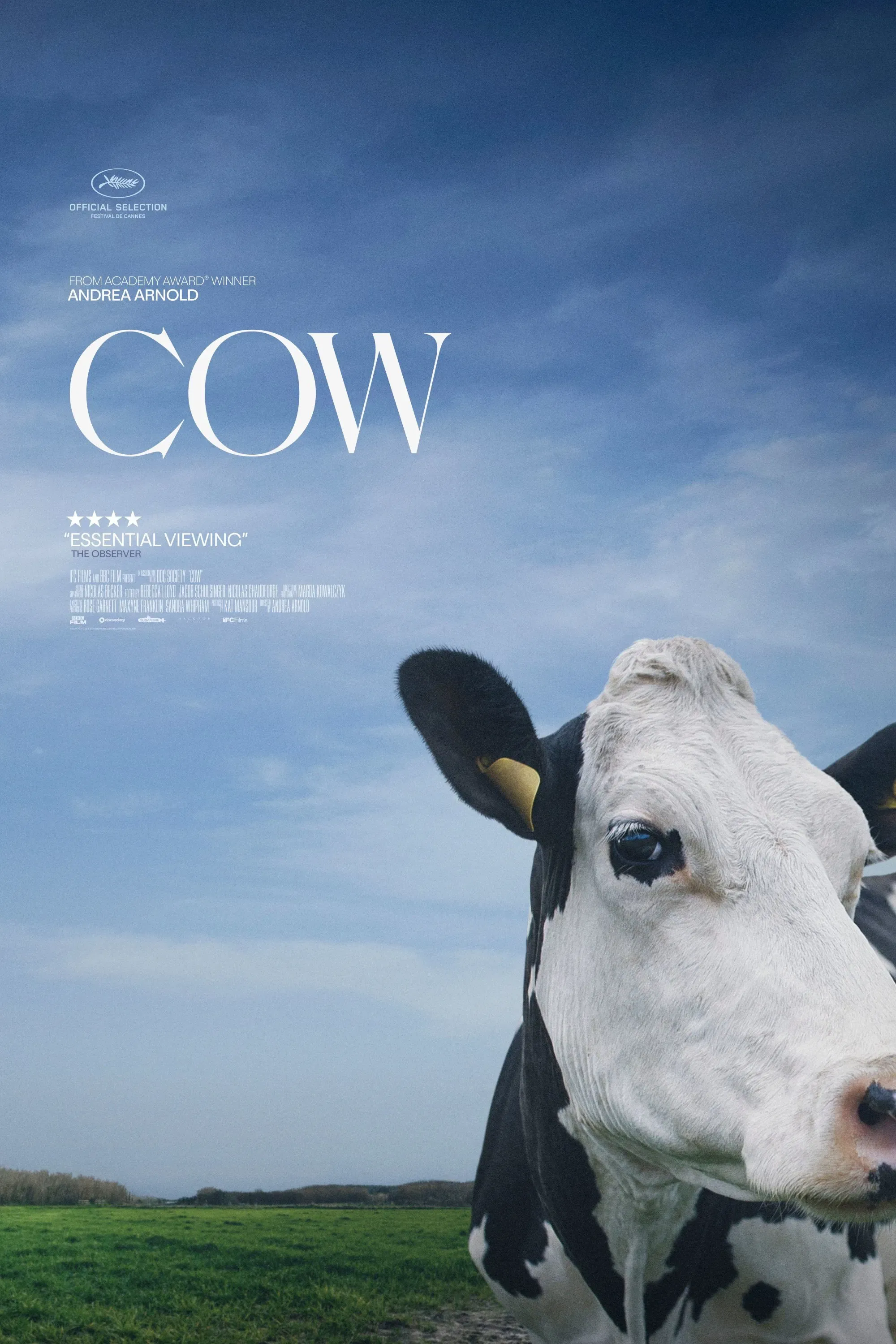ภาพจากสารคดีเรื่อง COW