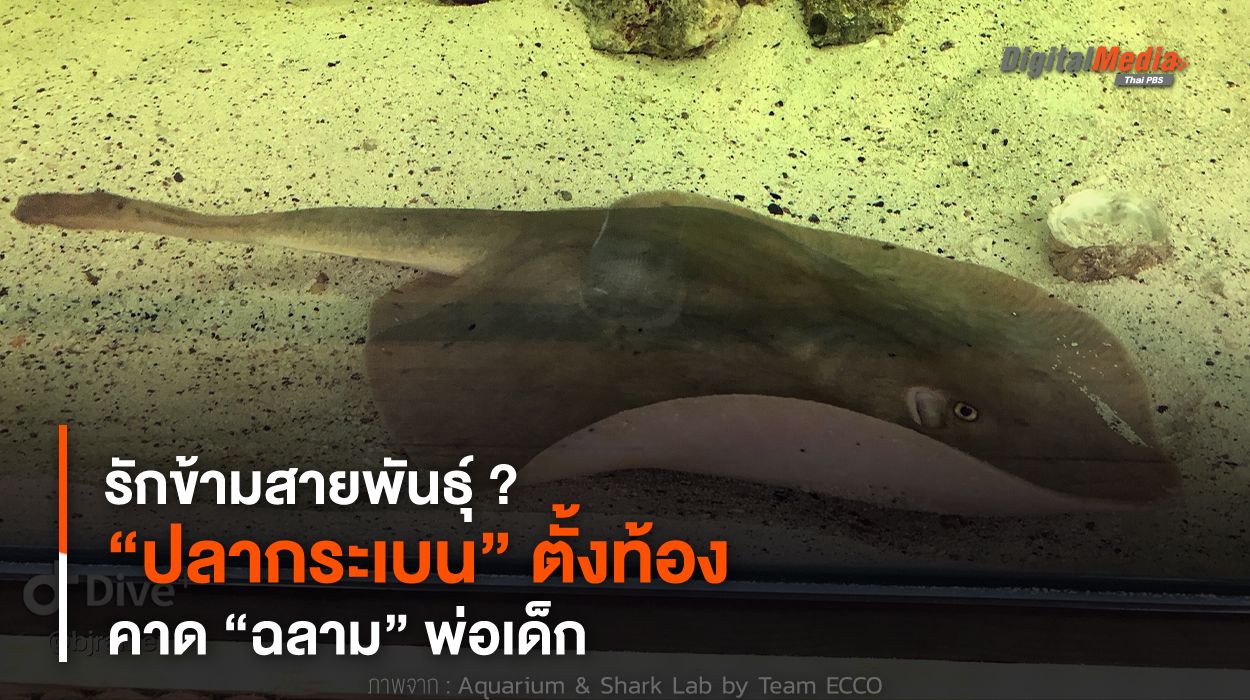 รักข้ามสายพันธุ์ ? “ปลากระเบน” ตั้งท้อง คาด “ฉลาม” พ่อเด็ก