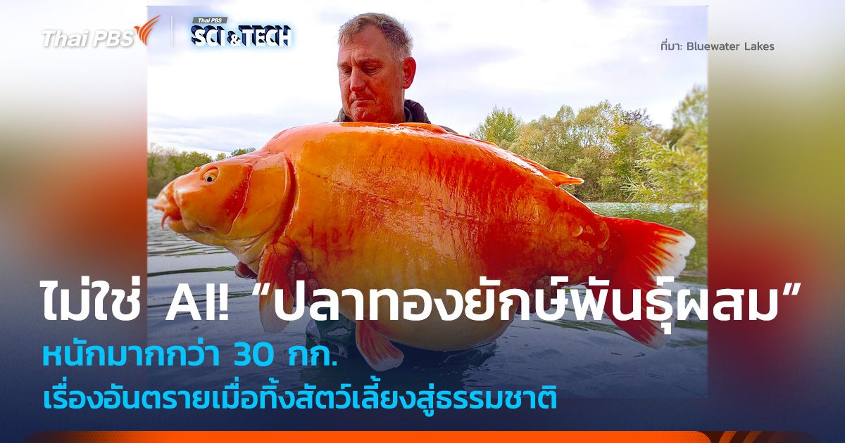 ไม่ใช่ AI! “ปลาทองยักษ์พันธุ์ผสม” เรื่องอันตรายเมื่อทิ้งสัตว์เลี้ยงสู่ธรรมชาติ