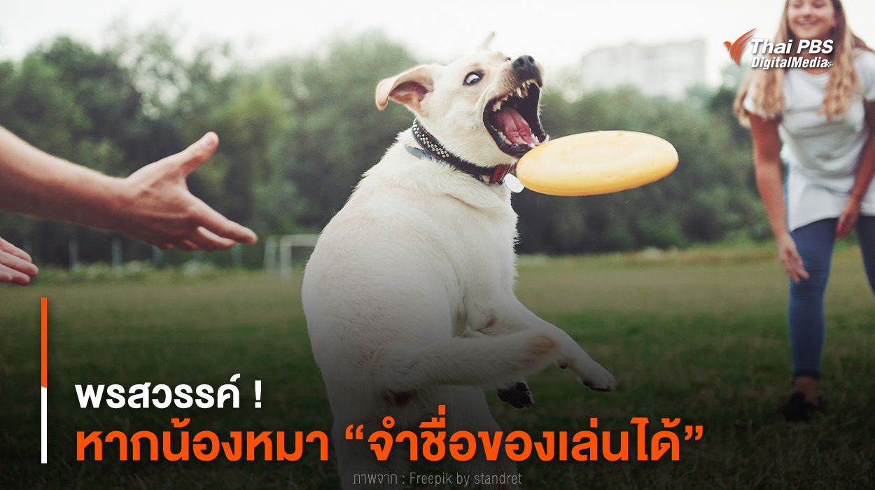 พรสวรรค์ ! งานวิจัยเผย “น้องหมา” บางตัว “จำชื่อของเล่นได้”