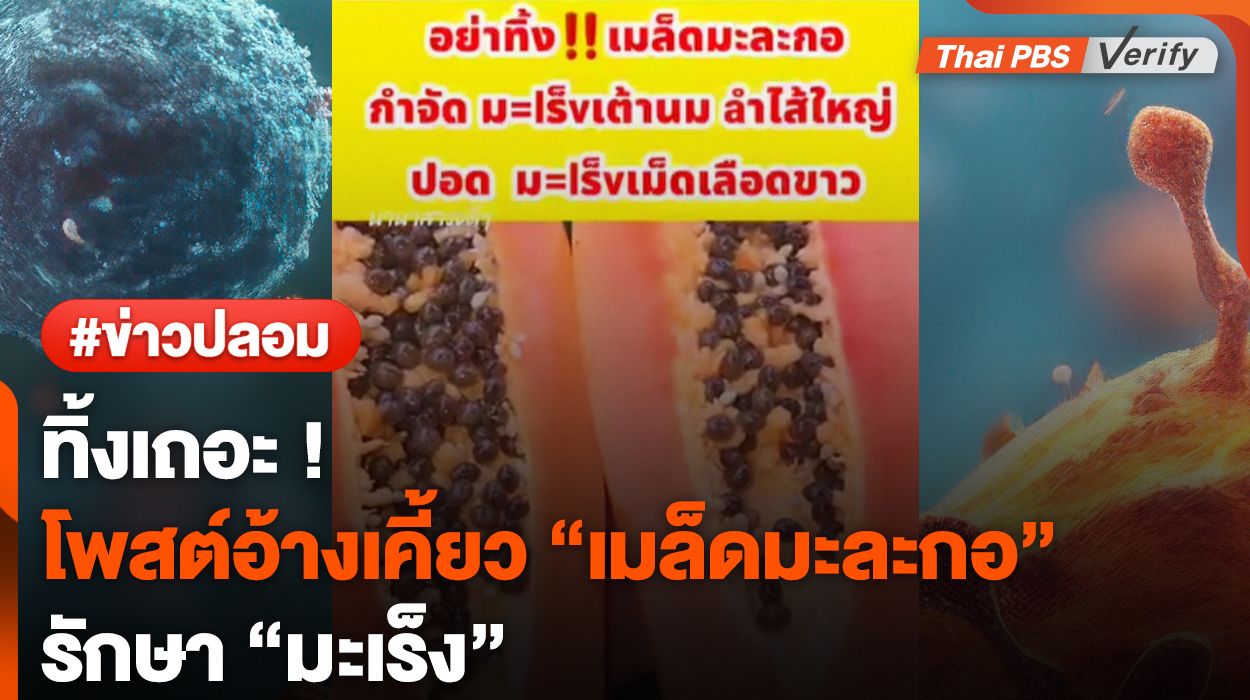 ทิ้งเถอะ อย่าเคี้ยว ! นักวิจัยถูกโพสต์อ้างเคี้ยว "เมล็ดมะละกอ" รักษามะเร็ง