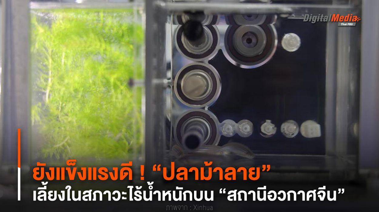 ยังแข็งแรงดี ! “ปลาม้าลาย” เลี้ยงในสภาวะไร้น้ำหนักบน “สถานีอวกาศจีน”
