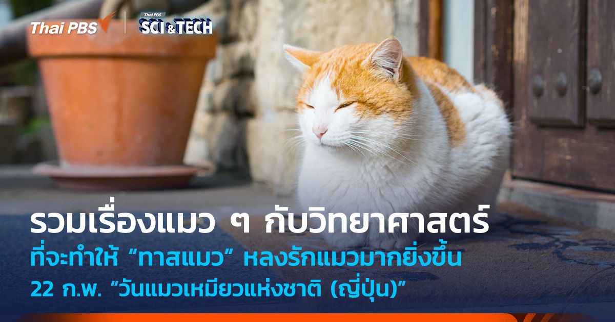 รวมเรื่อง “แมว ๆ” กับวิทยาศาสตร์ ที่จะทำให้ “ทาสแมว” หลงรักแมวมากยิ่งขึ้น