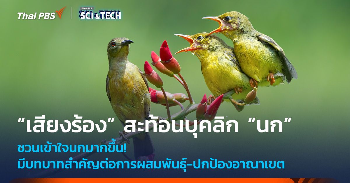 เข้าใจนกมากขึ้น! “เสียงร้อง” สะท้อนบุคลิก “นก” มีบทบาทสำคัญต่อการผสมพันธุ์