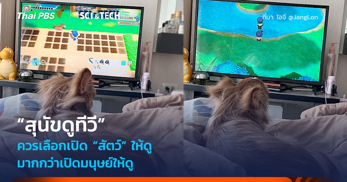 “สุนัขดูทีวี” ควรเลือกเปิด “สัตว์” ให้ดู มากกว่าเปิดมนุษย์ให้ดู