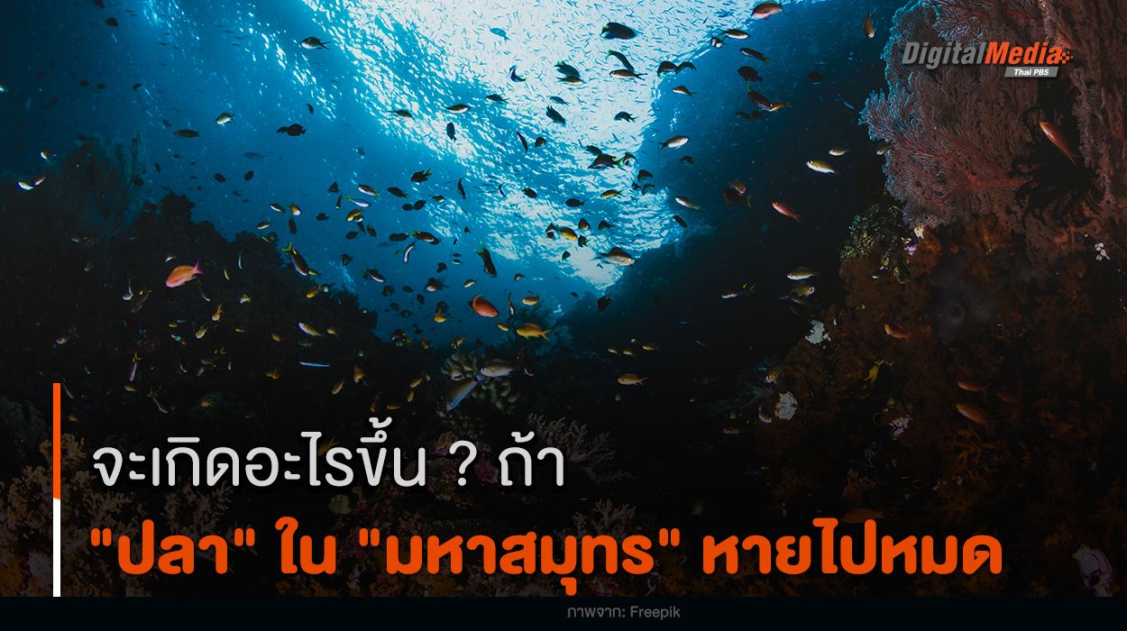 จะเกิดอะไรขึ้น ? ถ้า "ปลา" ใน "มหาสมุทร" หายไปหมด
