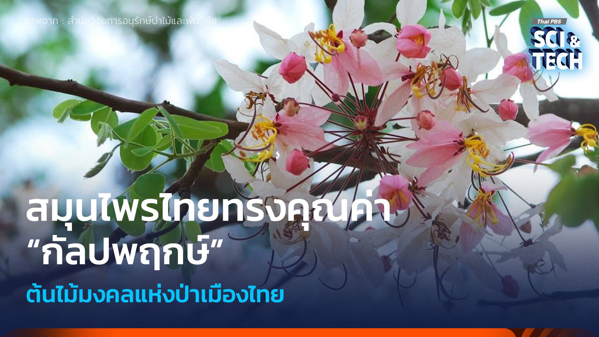 สมุนไพรไทยทรงคุณค่า “กัลปพฤกษ์” ต้นไม้มงคลแห่งป่าเมืองไทย