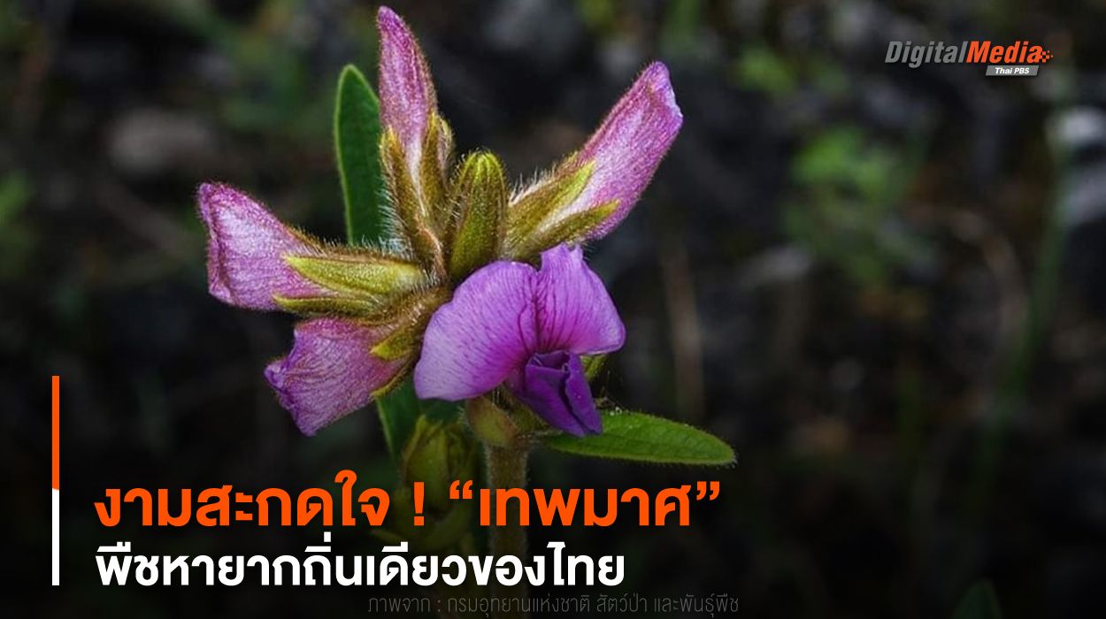งามสะกดใจ ! “เทพมาศ” พืชหายากถิ่นเดียวของไทย