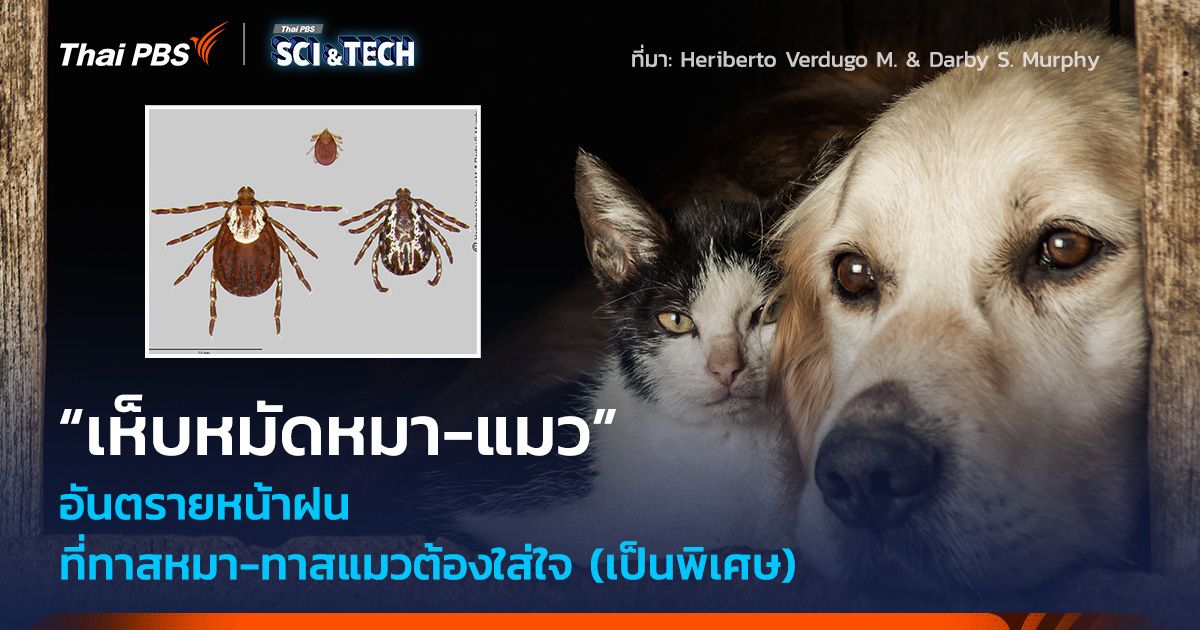 “เห็บหมัดหมา-แมว” อันตรายหน้าฝน ที่ทาสหมา-ทาสแมวต้องใส่ใจ (เป็นพิเศษ)