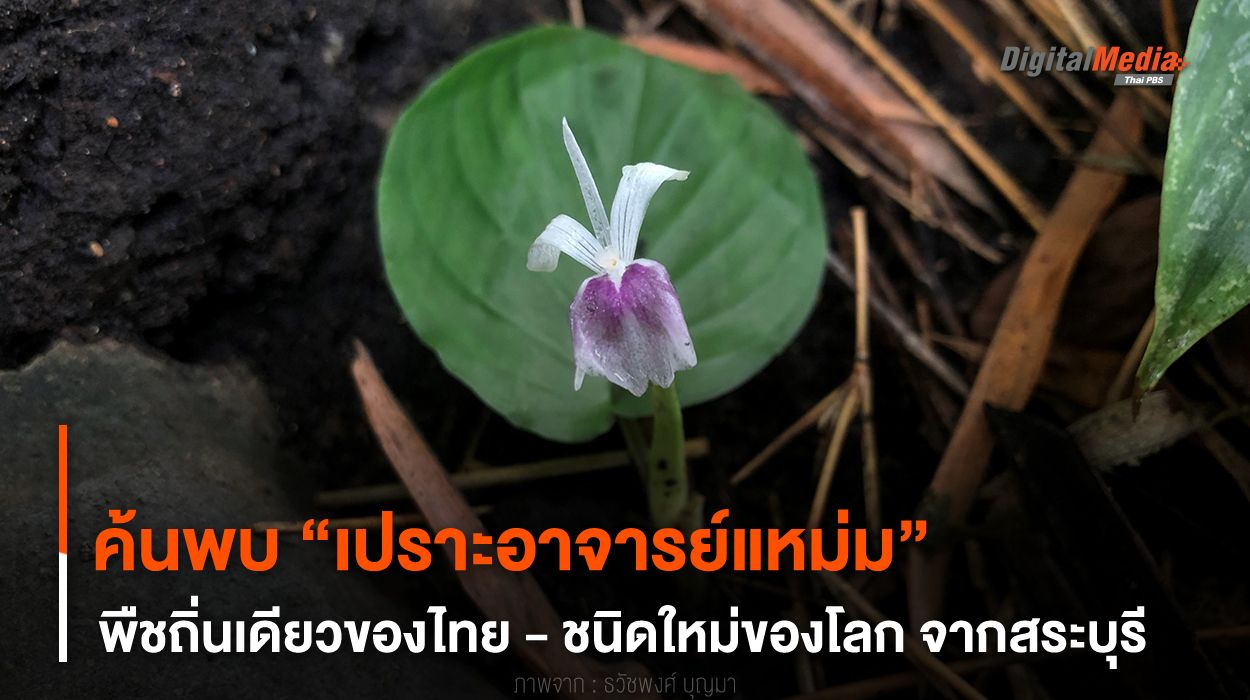 ค้นพบ ! “เปราะอาจารย์แหม่ม” พืชถิ่นเดียวของไทย - ชนิดใหม่ของโลก