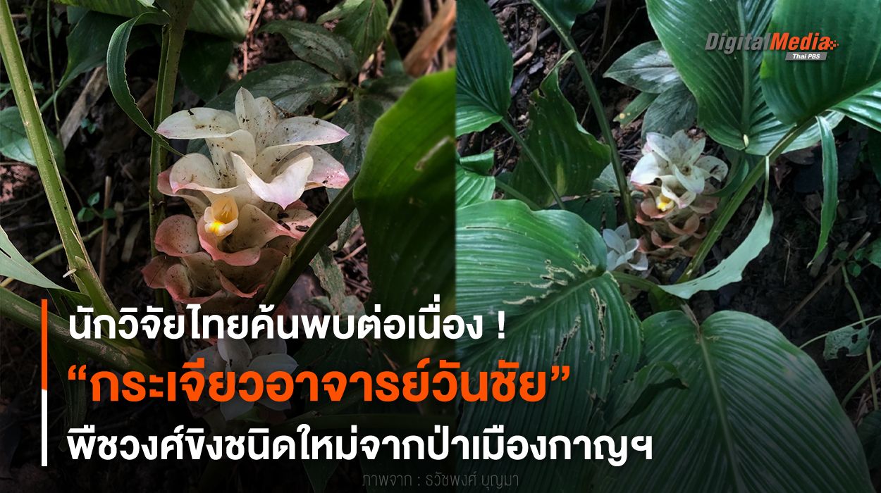 นักวิจัยไทยค้นพบต่อเนื่อง “กระเจียวอาจารย์วันชัย” พืชป่าเมืองกาญฯ