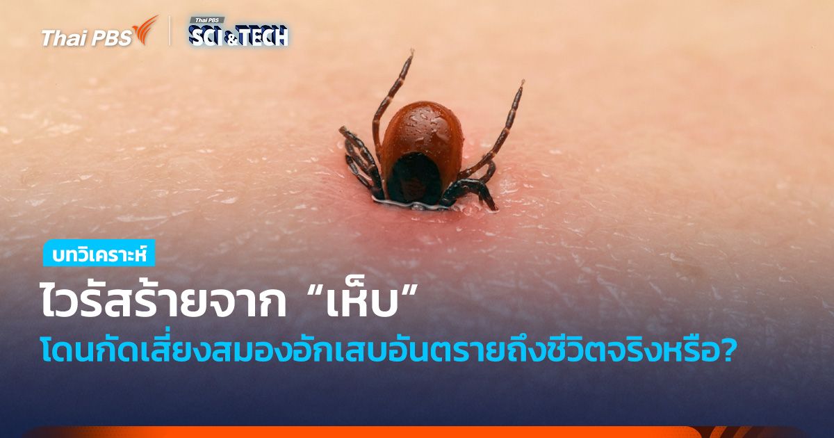 ไวรัสร้ายจาก “เห็บ” โดนกัดเสี่ยงสมองอักเสบอันตรายถึงชีวิตจริงหรือ?
