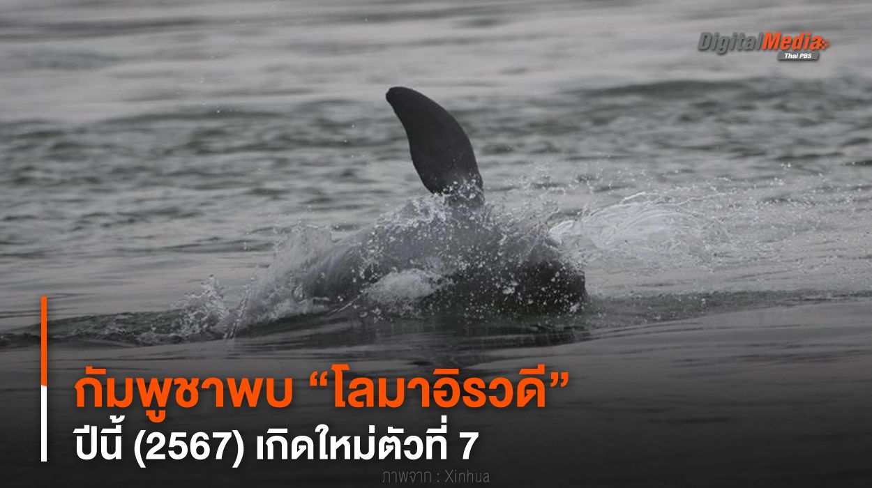 กัมพูชาพบ “โลมาอิรวดี” ปีนี้ (2567) เกิดใหม่ตัวที่ 7