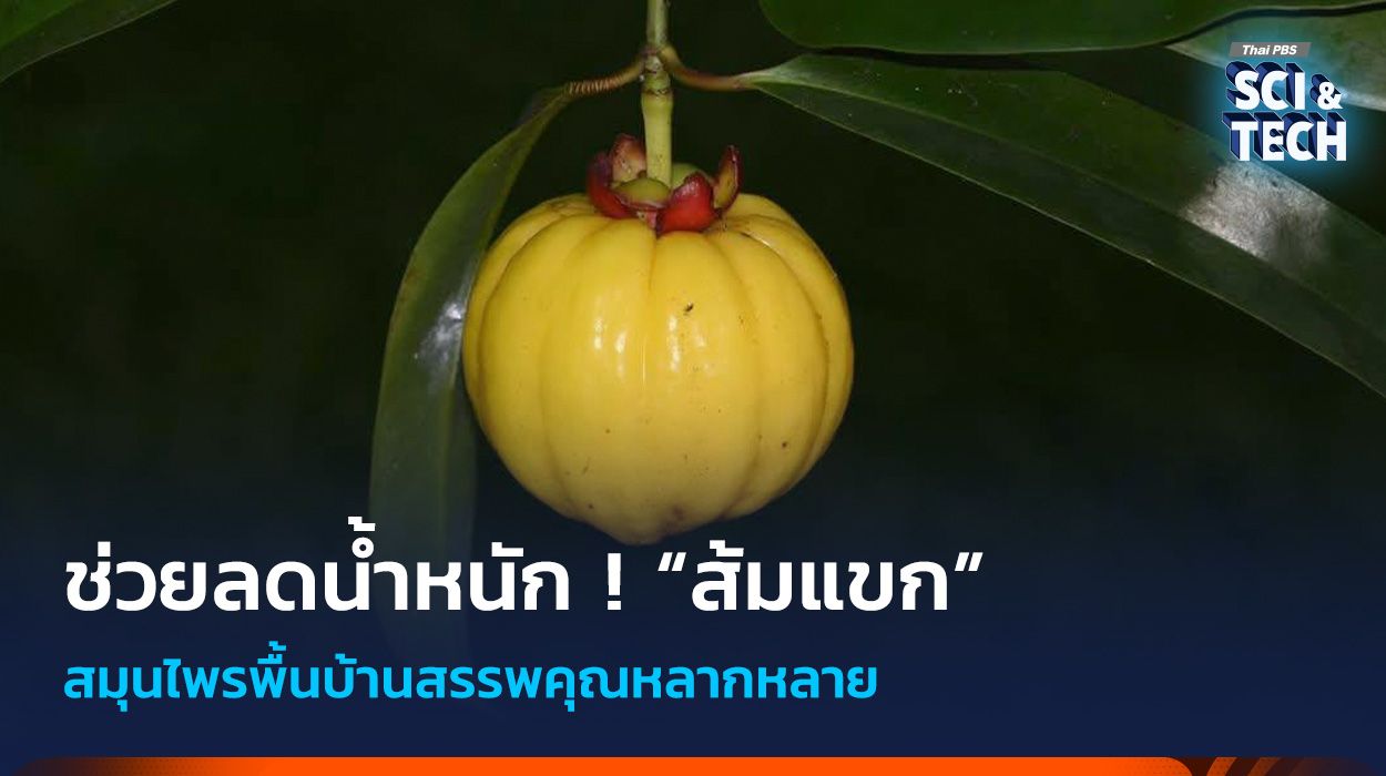 ช่วยลดน้ำหนัก ! “ส้มแขก” สมุนไพรพื้นบ้านสรรพคุณหลากหลาย