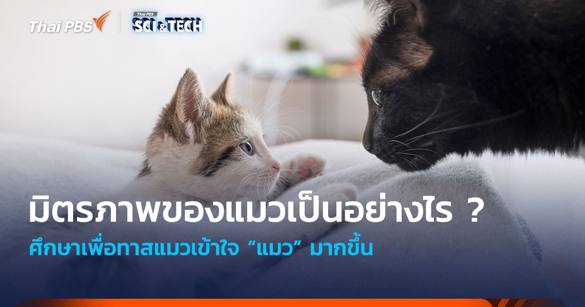 มิตรภาพของแมวเป็นอย่างไร ? ศึกษาเพื่อทาสแมวเข้าใจ “แมว” มากขึ้น