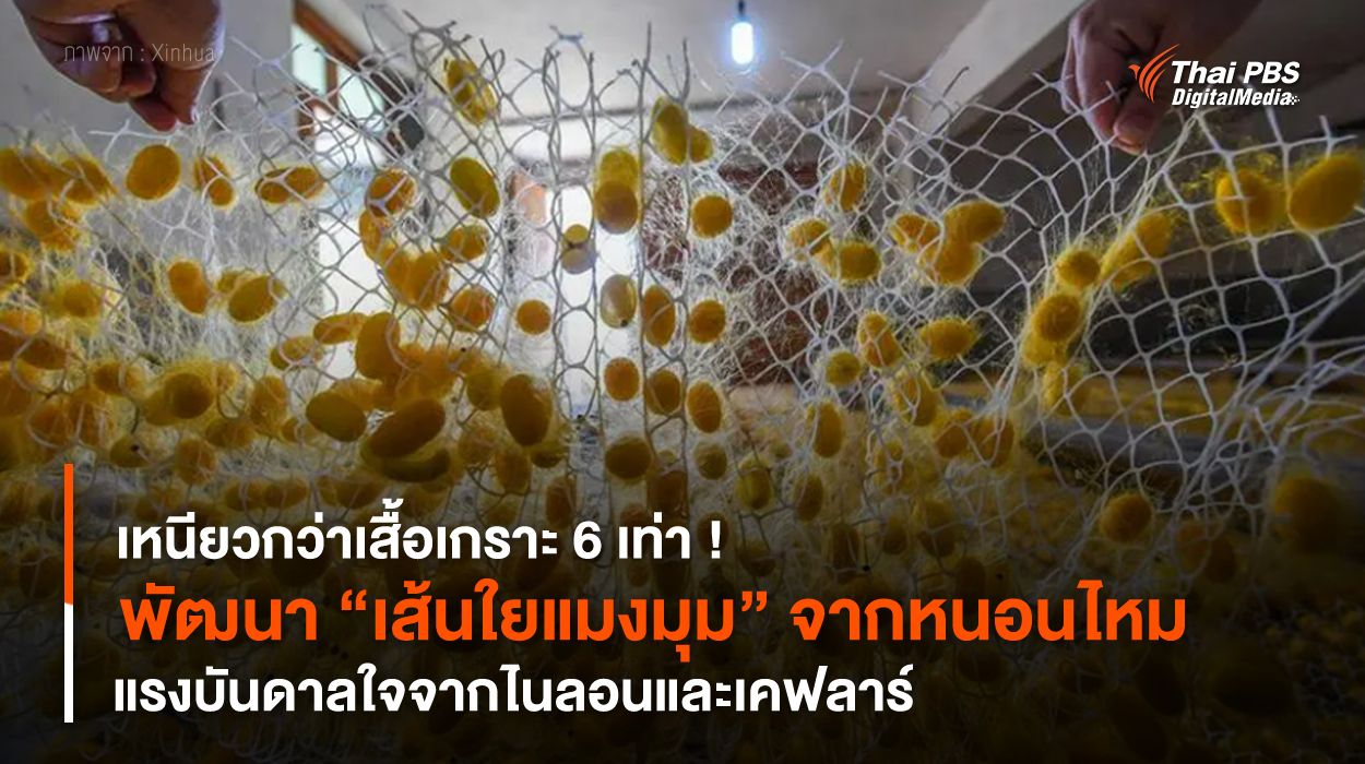 พัฒนา "เส้นใยแมงมุม" จากหนอนไหม เหนียวกว่าเสื้อเกราะ 6 เท่า !