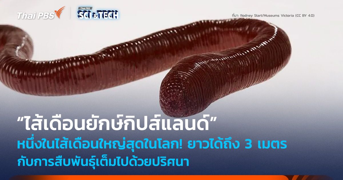 หนึ่งในไส้เดือนใหญ่สุดในโลก! “ไส้เดือนยักษ์กิปส์แลนด์” กับการสืบพันธุ์เต็มไปด้วยปริศนา