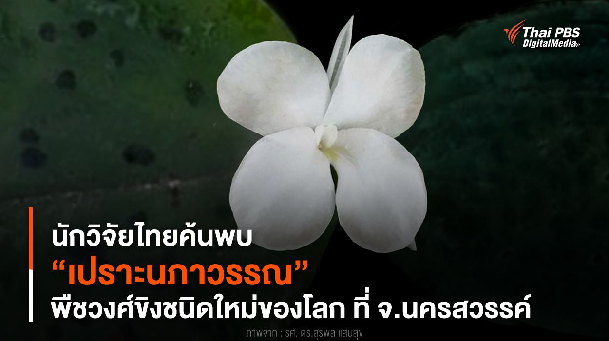 นักวิจัยไทยค้นพบ “เปราะนภาวรรณ” พืชวงศ์ขิงชนิดใหม่ของโลก ที่ จ.นครสวรรค์