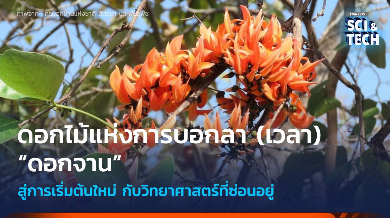 “ดอกจาน” ดอกไม้แห่งการบอกลา (เวลา) กับวิทยาศาสตร์ที่ซ่อนอยู่