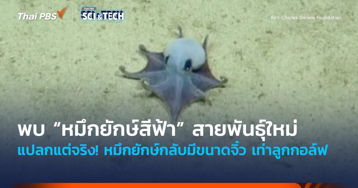 แปลกแต่จริง! พบ “หมึกยักษ์สีฟ้า” สายพันธุ์ใหม่ แต่กลับมีขนาดจิ๋ว เท่าลูกกอล์ฟ