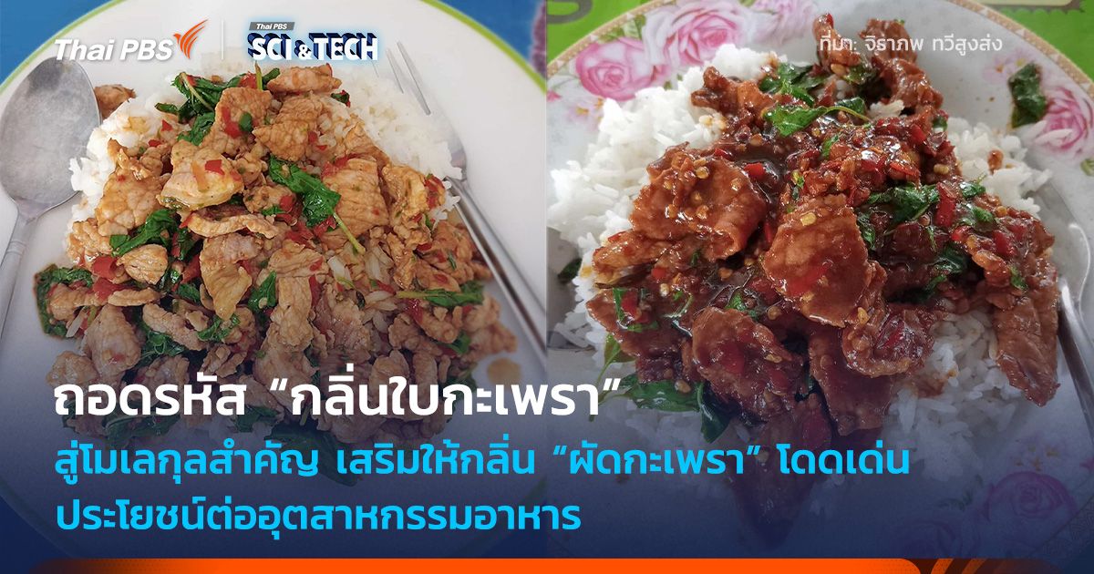 ถอดรหัส “กลิ่นใบกะเพรา” สู่โมเลกุลสำคัญ เสริมให้กลิ่น “ผัดกะเพรา” โดดเด่น