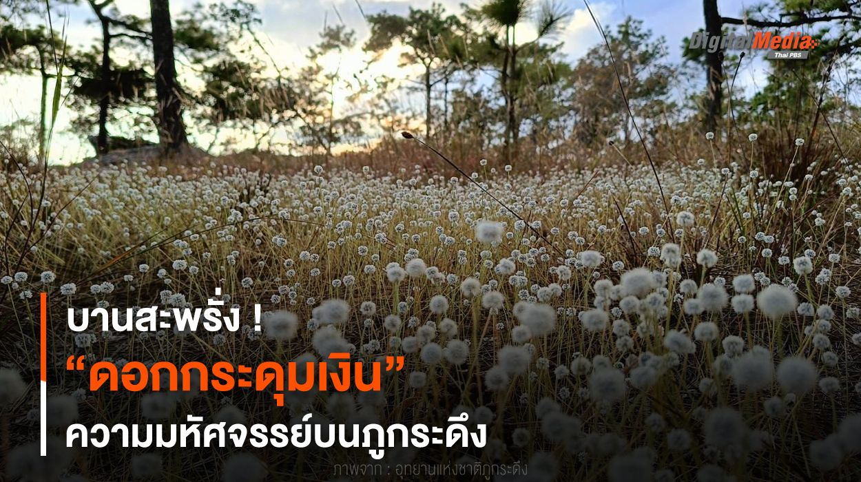 บานสะพรั่ง ! “ดอกกระดุมเงิน” ความมหัศจรรย์บนภูกระดึง