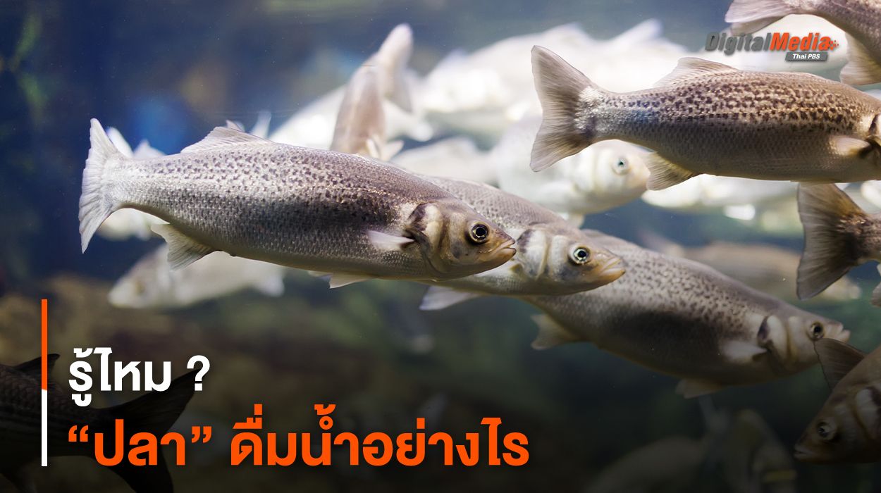 รู้ไหม ? “ปลา” ดื่มน้ำอย่างไร