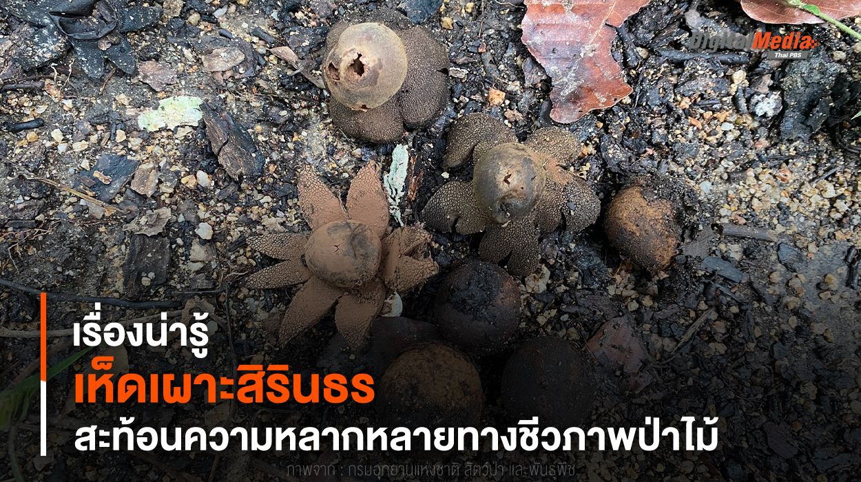 เรื่องน่ารู้ “เห็ดเผาะสิรินธร” สะท้อนความหลากหลายทางชีวภาพป่าไม้