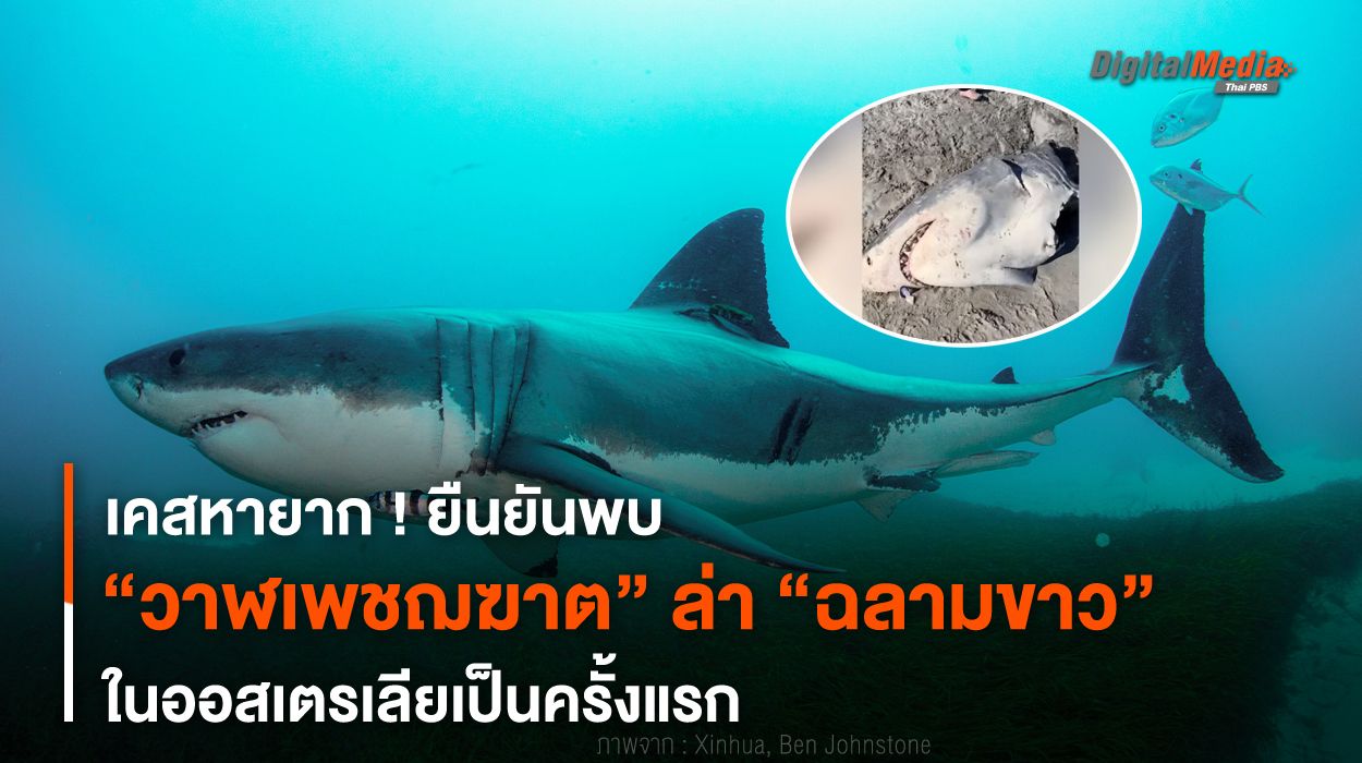 ครั้งแรก ! ยืนยันพบ “วาฬเพชฌฆาต” ล่า “ฉลามขาว” ในออสเตรเลีย