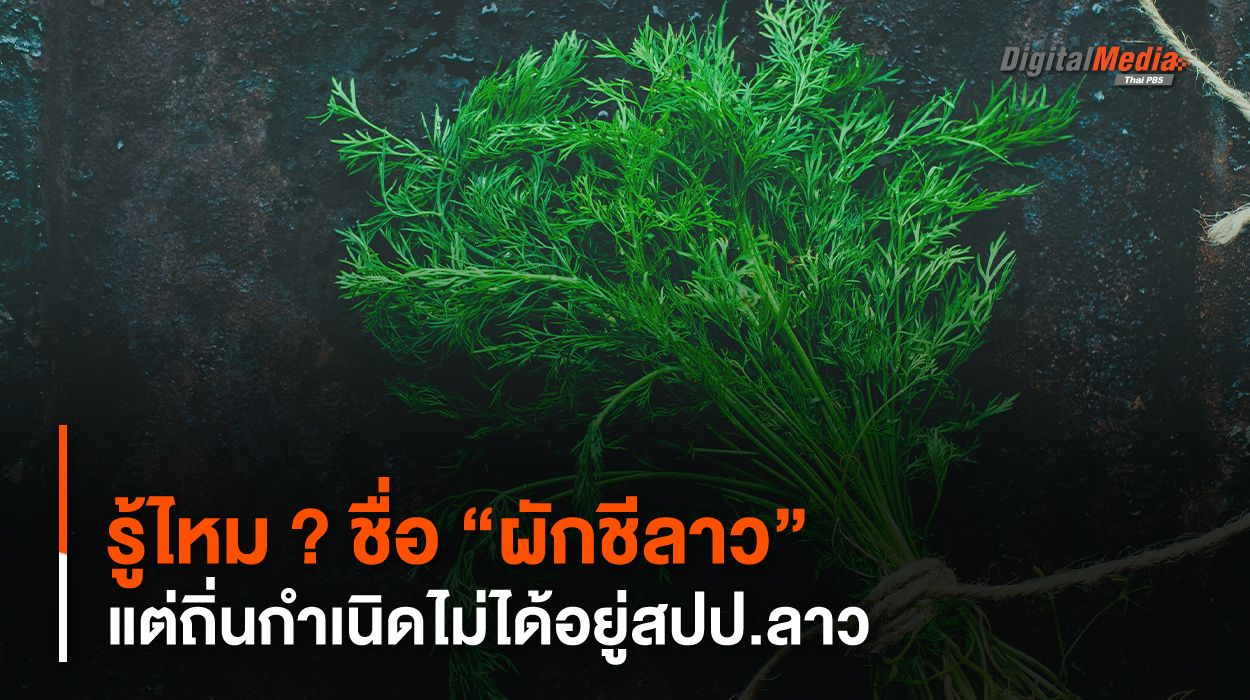 รู้ไหม ? ชื่อ “ผักชีลาว” แต่ถิ่นกำเนิดไม่ได้อยู่สปป.ลาว