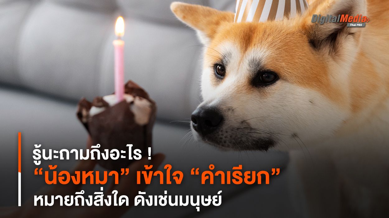 รู้นะถามถึงอะไร ! “น้องหมา” เข้าใจ “คำเรียก” หมายถึงสิ่งใด ดังเช่นมนุษย์